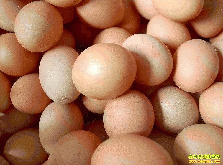 肇東雞蛋價(jià)格最新動(dòng)態(tài)，跟隨自然腳步，重拾內(nèi)心寧?kù)o與平和的探索之旅