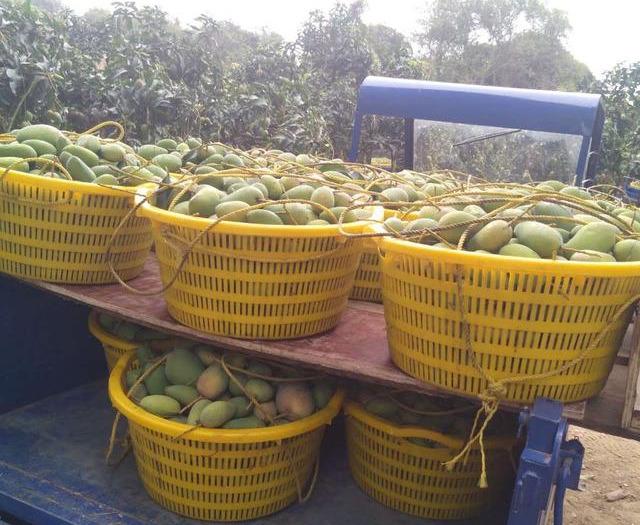 最新芒果品種揭秘，熱帶風(fēng)味的獨(dú)特魅力探索