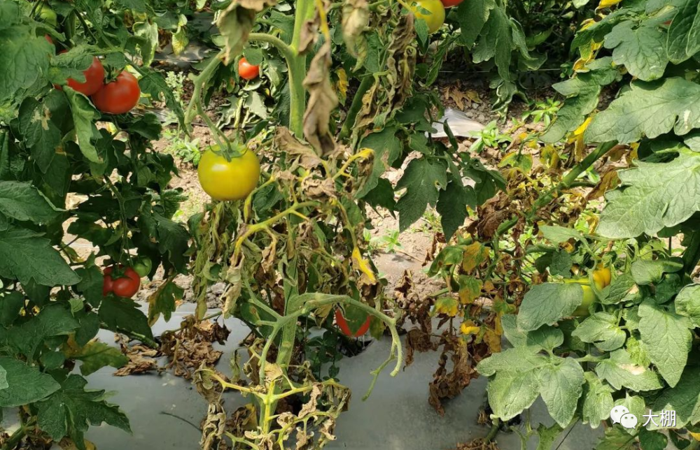 4949正版免費資料大全水果,綜合計劃評估_NNQ47.723習(xí)慣版