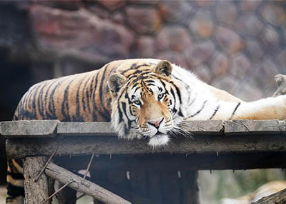 新澳猛虎報,創(chuàng)新策略設(shè)計_XDW47.203動感版