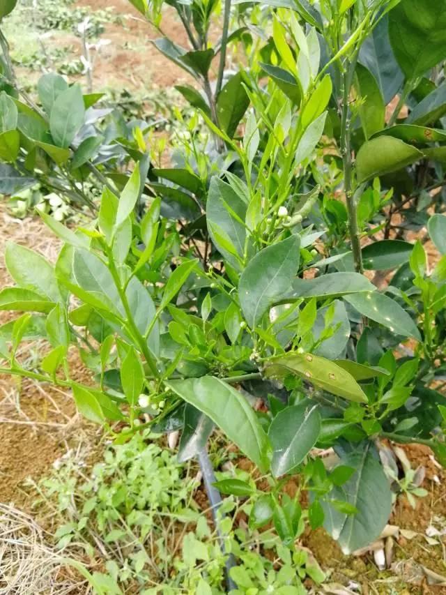 柑橘最新保果技術(shù)，開啟探索之旅，勵(lì)志無(wú)限可能