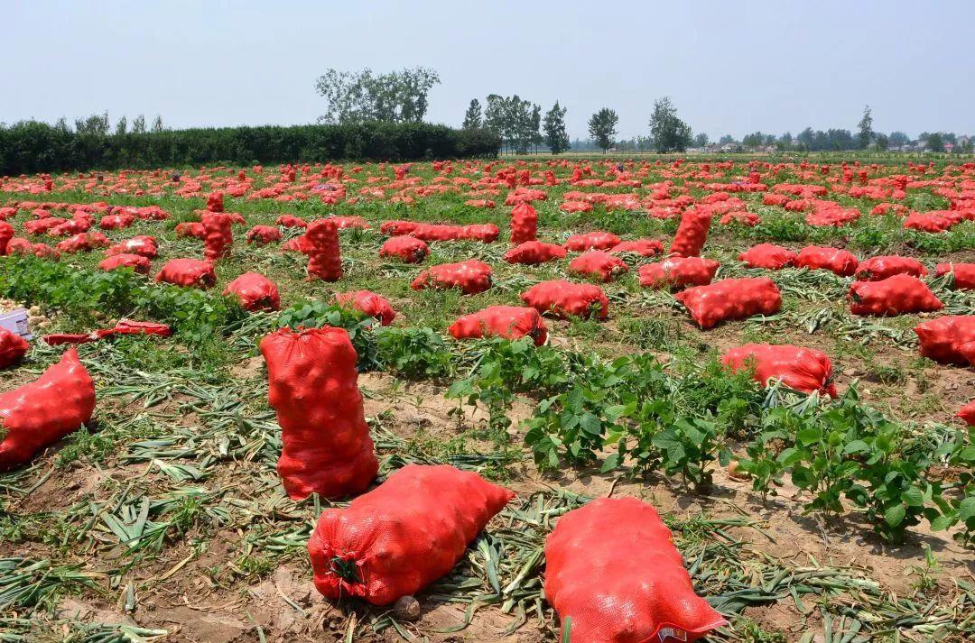 金鄉(xiāng)洋蔥出庫(kù)最新價(jià)格，獲取與了解的步驟指南