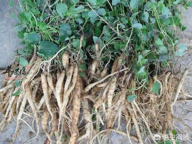 甘肅黨參最新價(jià)格動(dòng)態(tài)，市場(chǎng)走勢(shì)與影響因素分析