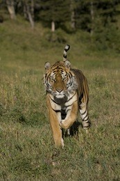 4949正版免費資料大全百度,作戰(zhàn)指揮保障_CKU9.739遠(yuǎn)程版