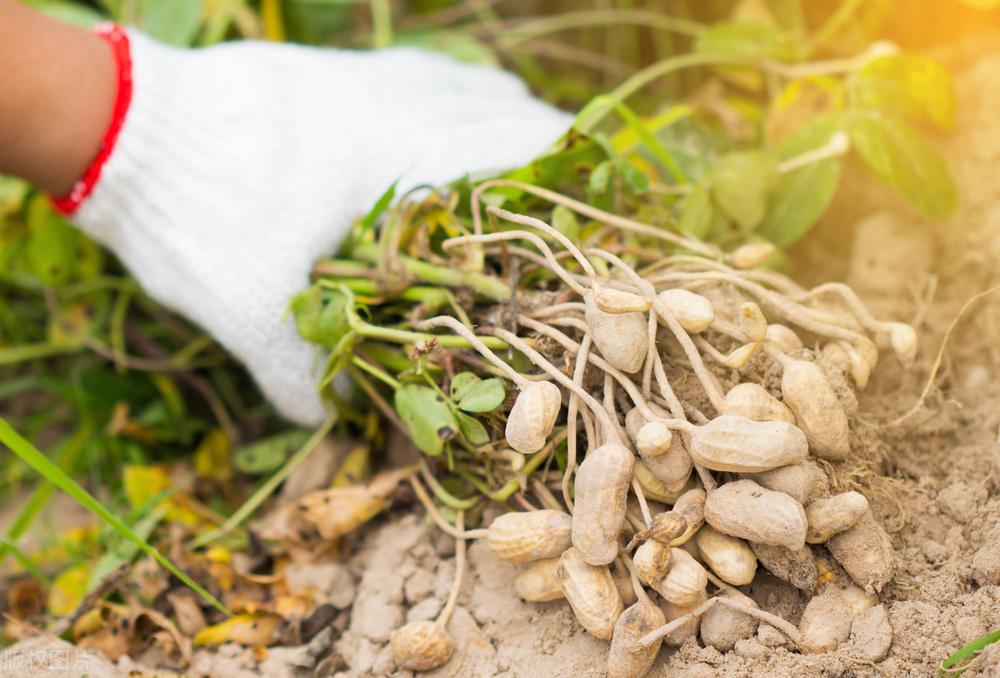 遼寧玉米最新價(jià)格動(dòng)態(tài)，變化中的機(jī)遇，學(xué)習(xí)成就自信與收獲