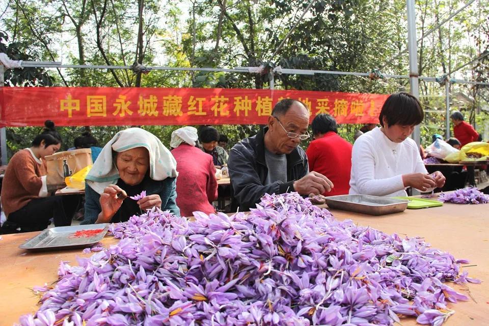 亳州白芷行情深度解析，市場走勢及行情概覽