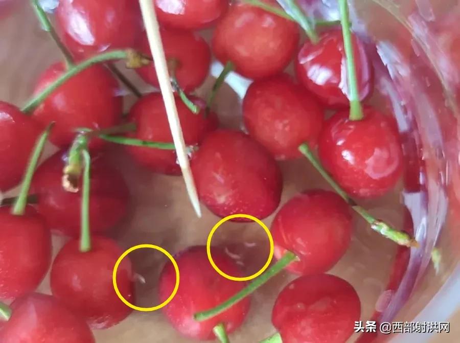 射洪上市公司，小巷深處的獨(dú)特風(fēng)味揭秘