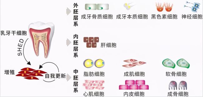 牙齒再生前沿技術，重塑微笑的秘密武器探索