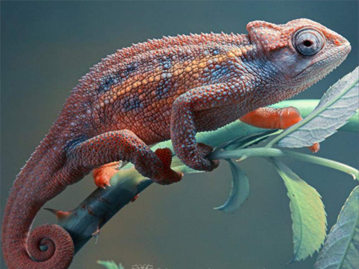 全新版變色龍，小巷中的神秘瑰寶