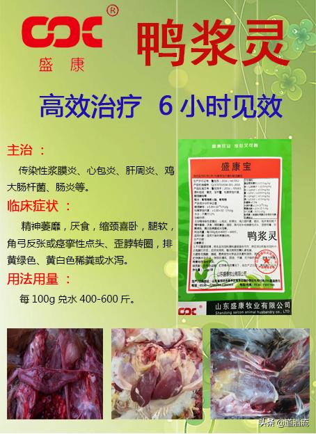 現(xiàn)在鴨苗行情詳解，選購、養(yǎng)殖與盈利的全方位指南