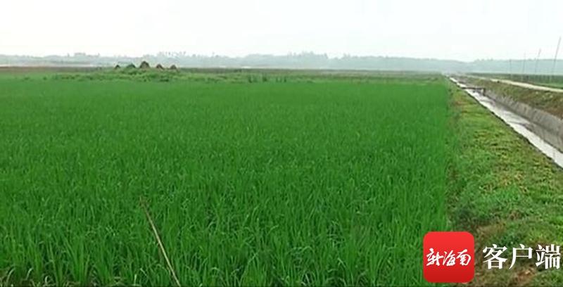 澄邁最新動態(tài)，自然美景探索之旅，尋覓內(nèi)心平和與寧靜的旅程