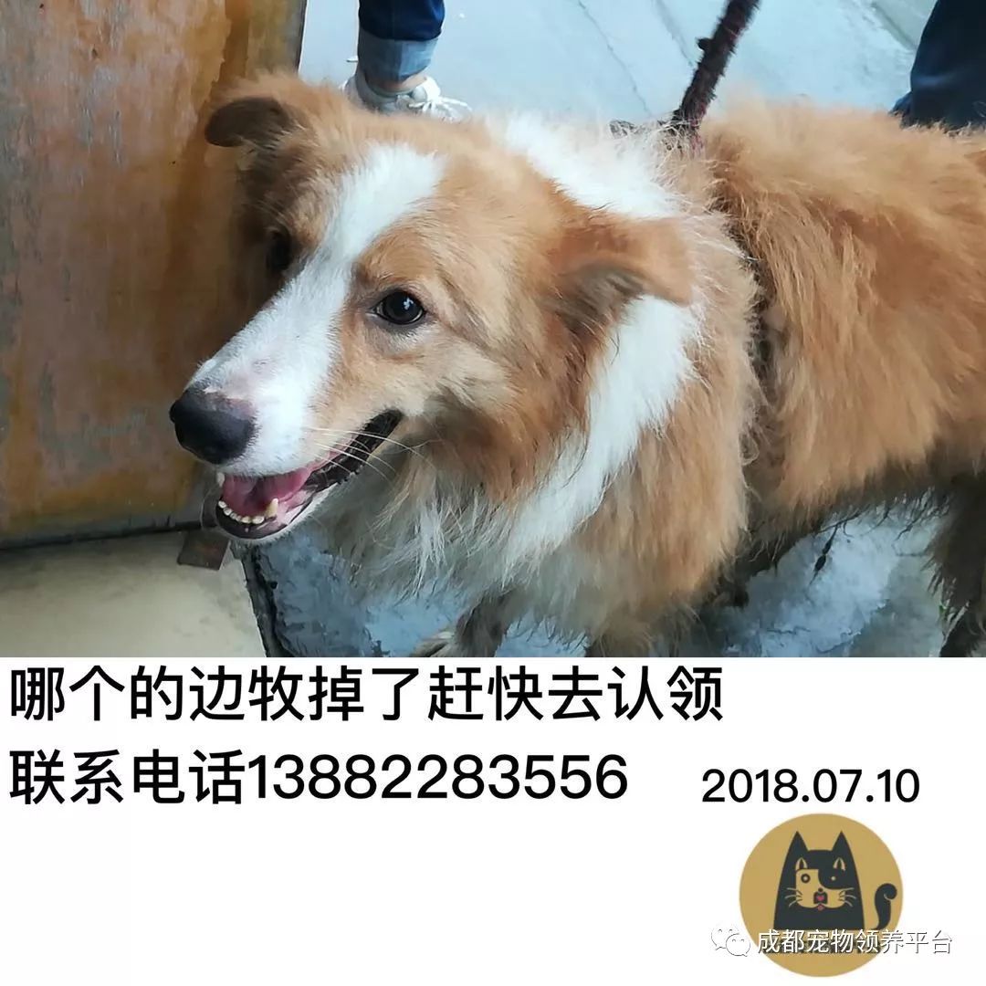 成都最新尋狗記，巷弄深處特色小店中的尋寵之旅
