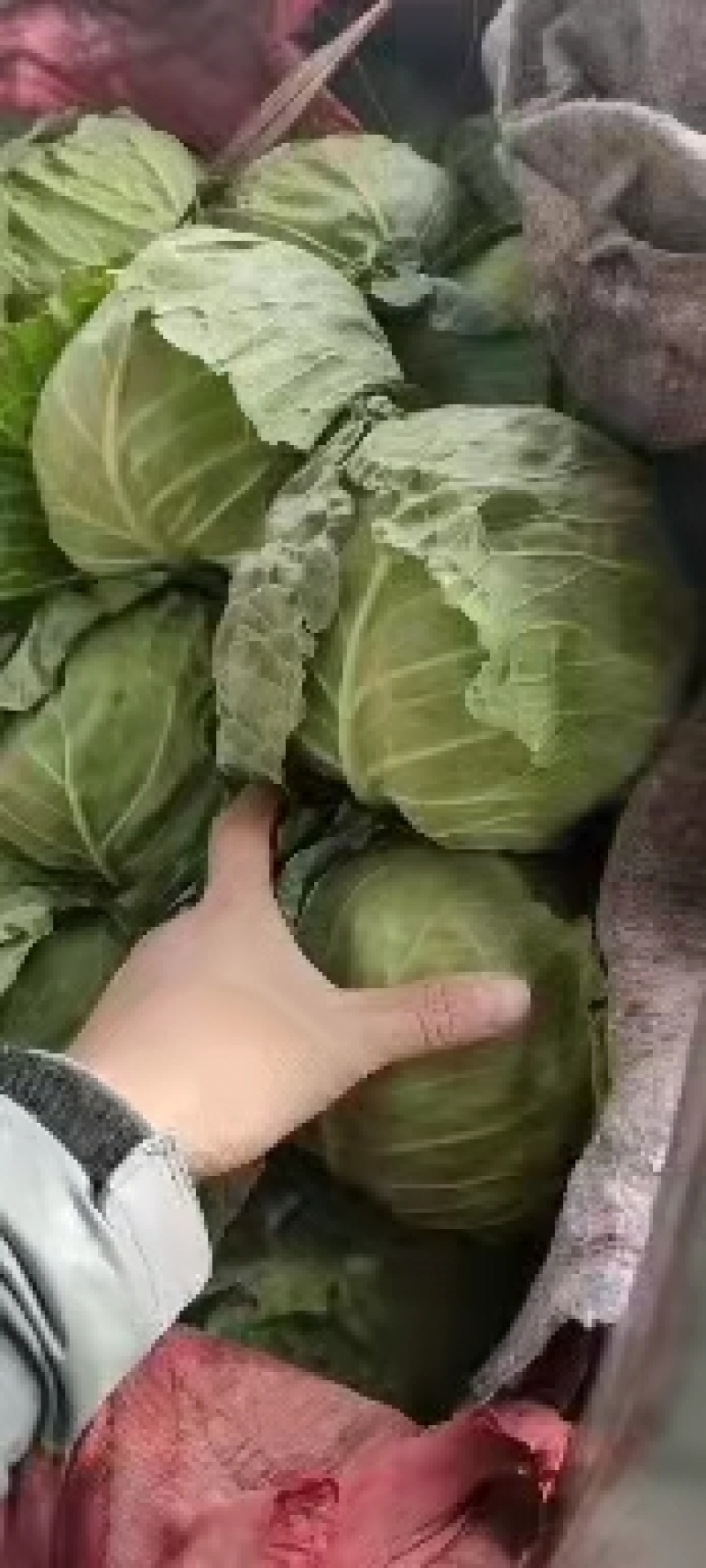 永年甘藍(lán)最新價(jià)格及市場(chǎng)走勢(shì)、種植要點(diǎn)與購(gòu)買指南全解析