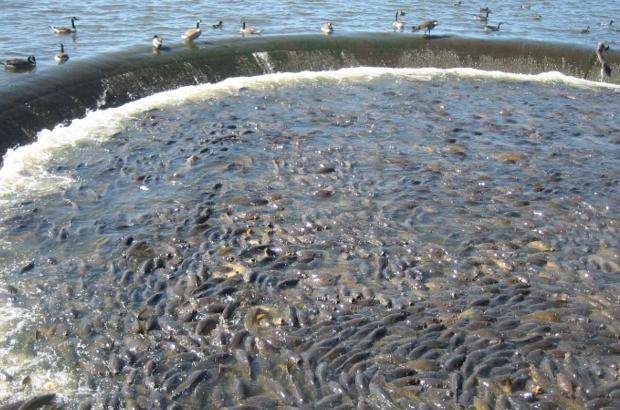 美國鯉魚成災(zāi)背后秘密揭秘，鯉魚泛濫與小巷獨特小店的故事