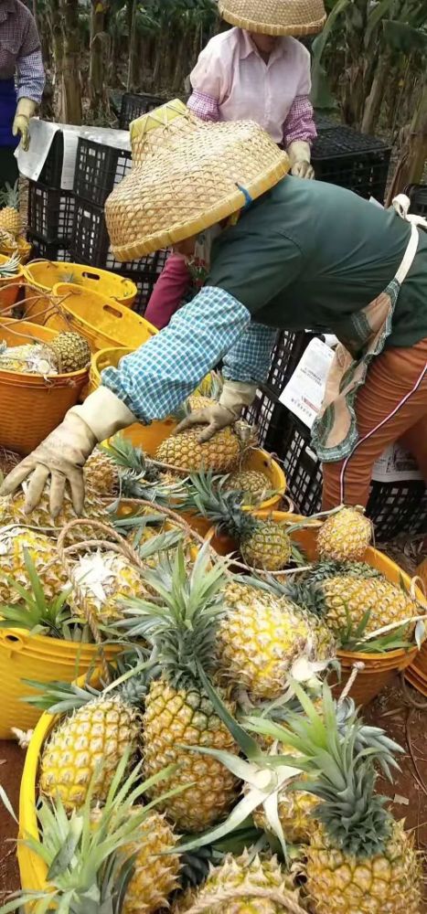 徐聞菠蘿最新價格及市場走勢分析，多方觀點解讀市場動態(tài)