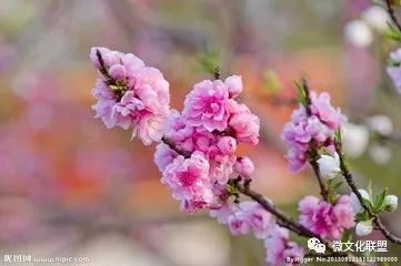 科技巔峰之作桃花開啟未來生活新紀(jì)元，最新章節(jié)預(yù)覽