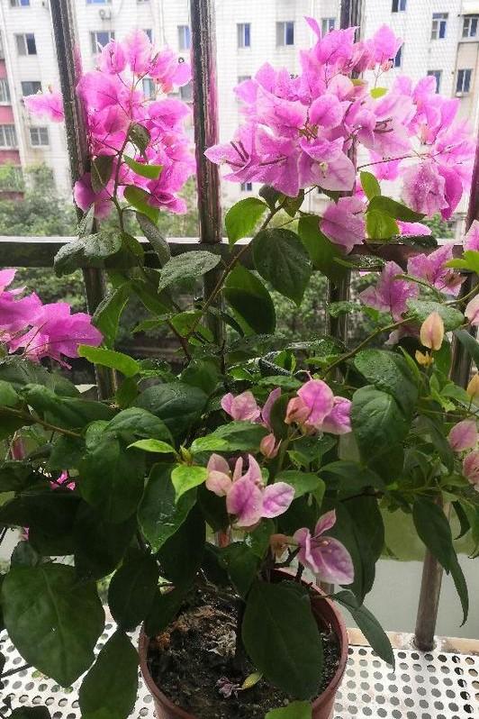 小巷深處的獨特花語，最新殘花之美
