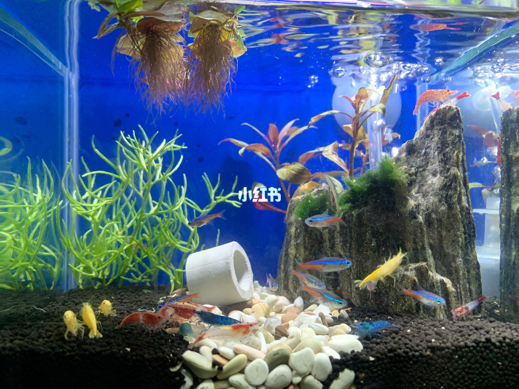 最新魚缸圖片，水族美學(xué)的時代變遷欣賞