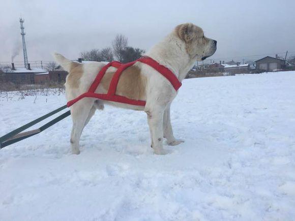 中亞犬，小巷深處的神秘秘境探索