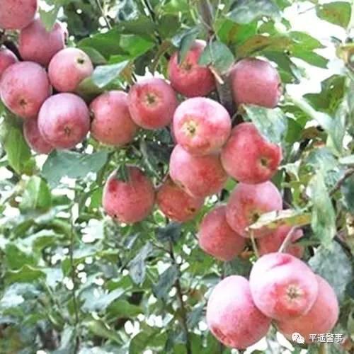 西太后愛(ài)心包最新系列，時(shí)尚與慈善的完美結(jié)合，展現(xiàn)獨(dú)特魅力風(fēng)采